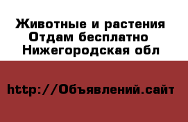 Животные и растения Отдам бесплатно. Нижегородская обл.